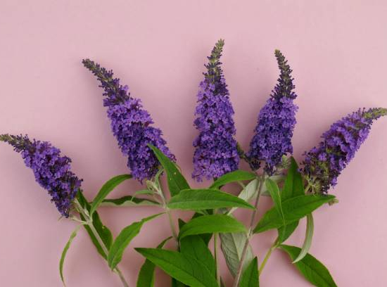 Arbre aux papillons 'Bleu azur'