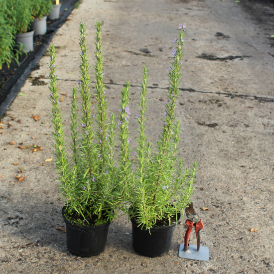 Romarin 'Barbecue ts'