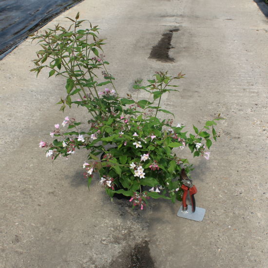 Buisson de beauté 'Pink cloud'