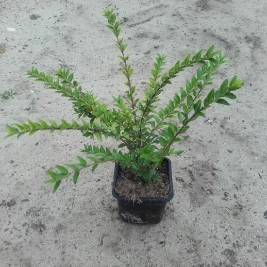 Chèvrefeuille arbustif 'maigrün'