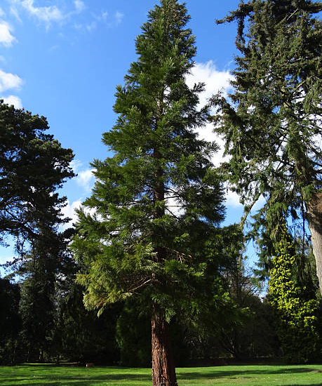 Sequoia géant