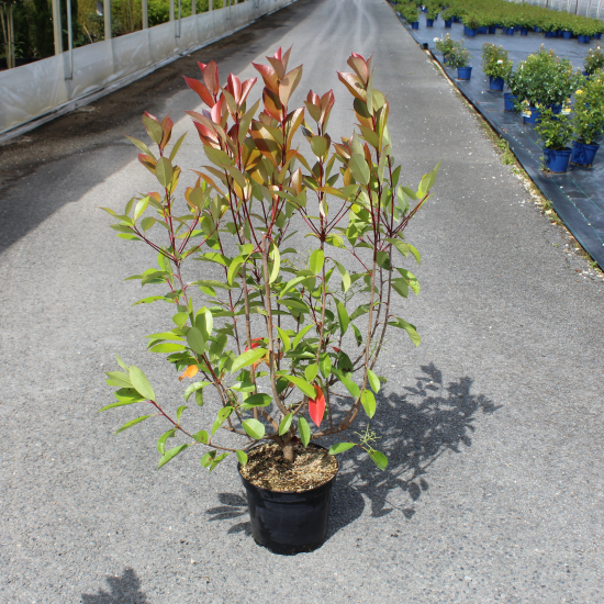 Photinia 'Red robin'