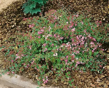 Abélia 'Edward goucher' (Abelia) — arbuste bas couvert de petites fleurs roses