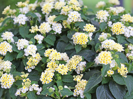 Lantanier blanc