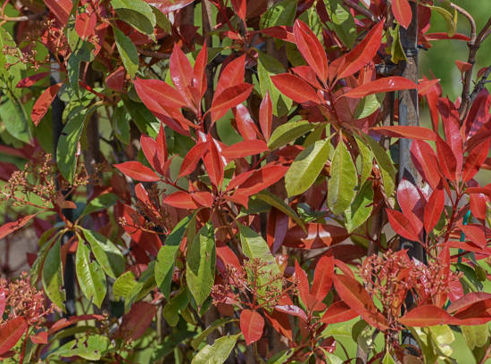 Photinia Fraser Carré Rouge