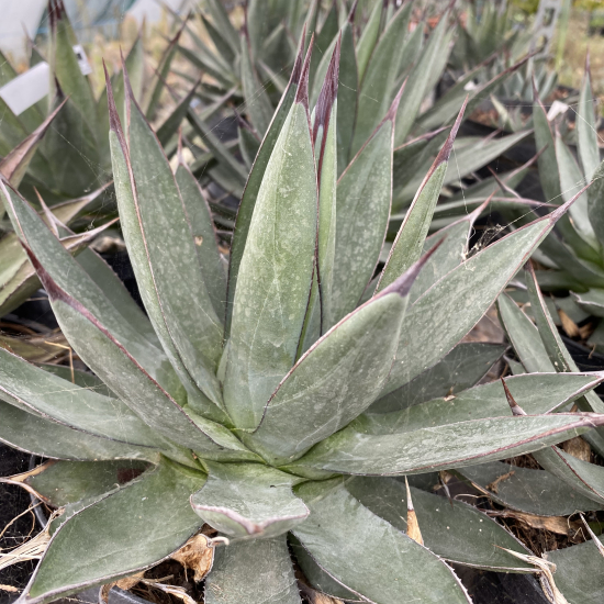 Agave  blue ember