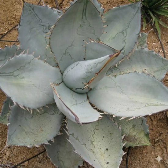 Agave  'White ice'