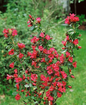 Escallonia 'Pride of donard'