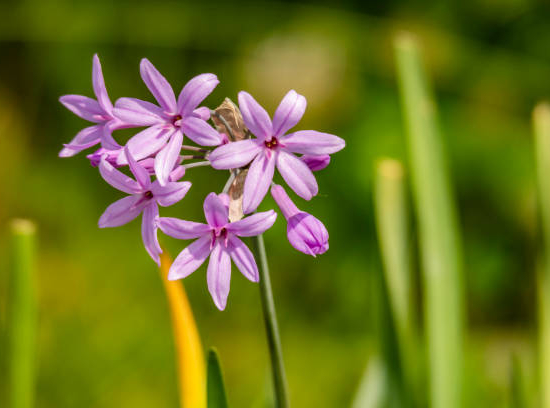Tulbaghie 'Flamingo'