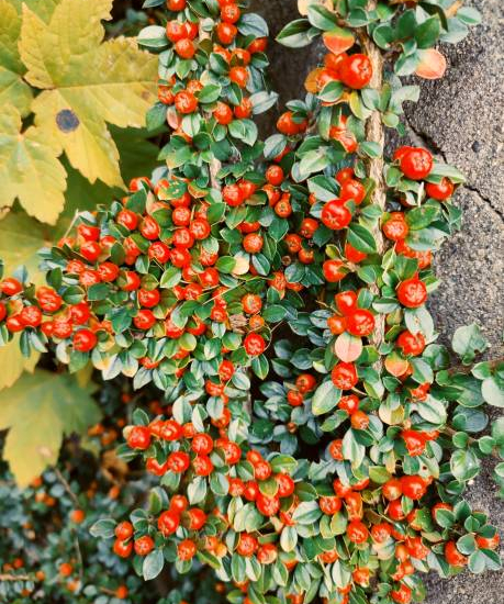 Cotoneaster de Dammer 'Coral Beauty'