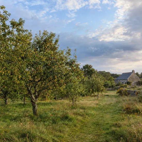 Pommier 'Apez sagarra' (Malus domestica) — verger d’arbres fruitiers avec maison au fond · Photo d'illustration
