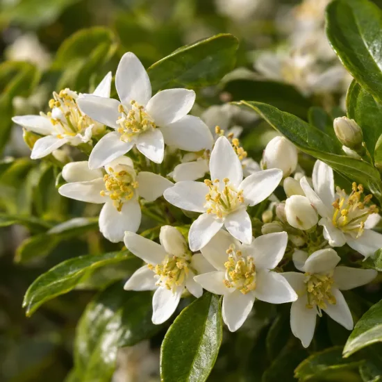 Oranger du mexique 'Greenfingers' (Choisya ternata) — grappes de petites fleurs blanches étoilées · Photo d'illustration