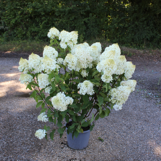 Hortensia paniculé 'Silver dollar'