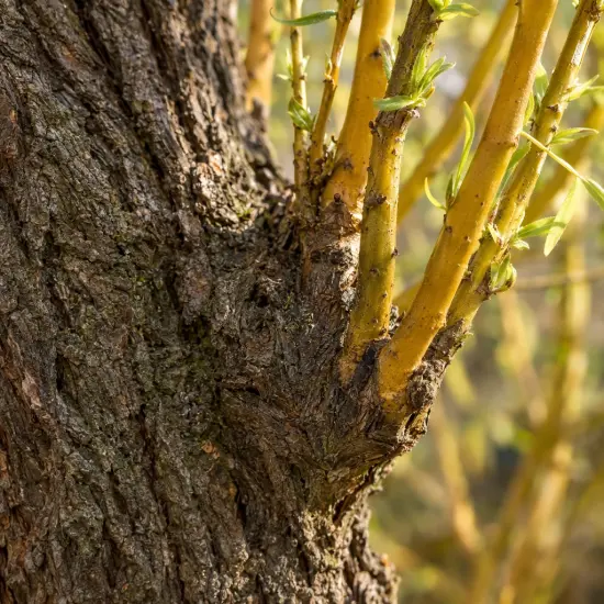 Saule pleureur 'Aurea' (Salix babylonica) — gros plan sur tronc rugueux et jeunes rameaux
