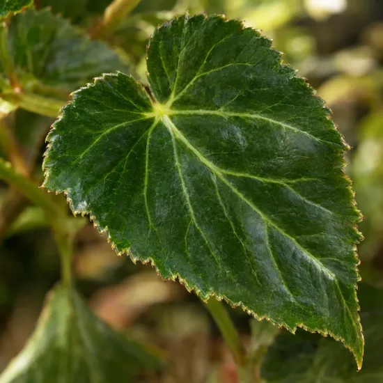 Bégonia retombant 'Cascade blanc' (Begonia) — gros plan sur une grande feuille vert foncé · Photo d'illustration