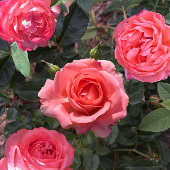Rosier 'Bijou corail '