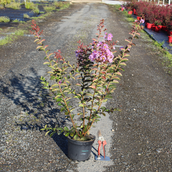 Lilas des indes 'Souvenir d'hubert puard'