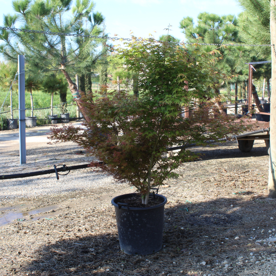 Érable du japon 'Phoenix'