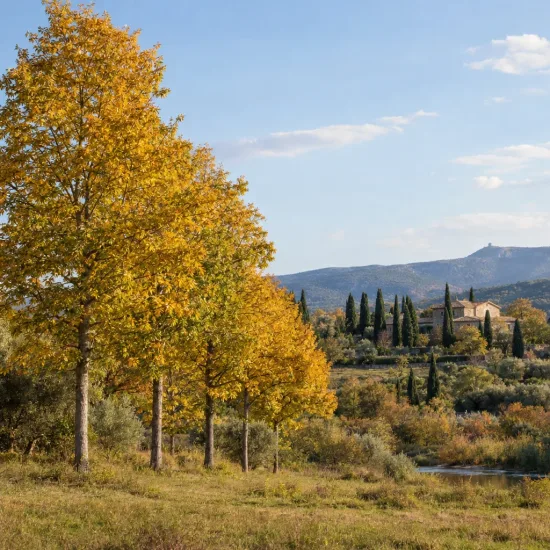 Pacanier des rivières (Carya cordiformis) — alignement d’arbres au feuillage jaune en campagne · Photo d'illustration
