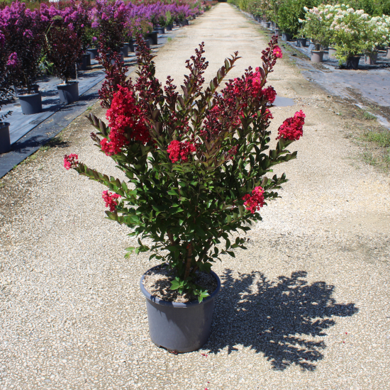 Lilas des indes 'Enduring red'