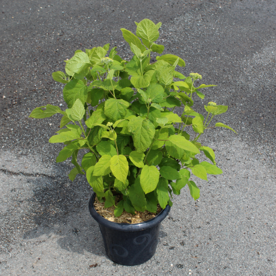 Hortensia de virginie 'Annabelle blanc'