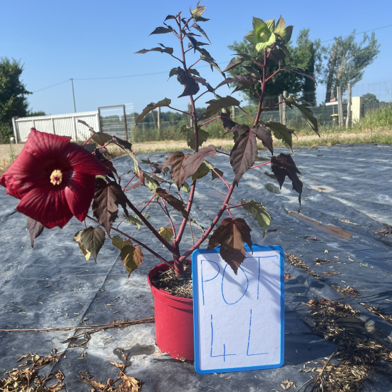 Hibiscus 'Holly grail'