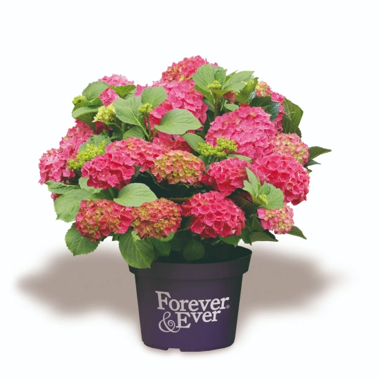 Hortensia 'Forever and ever rouge'