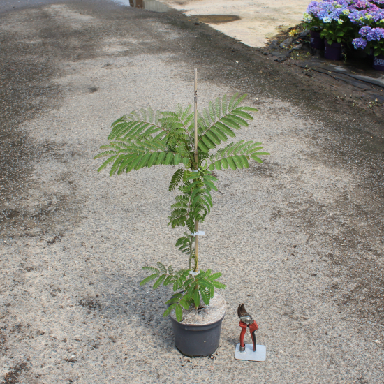 Arbre à soie Ombrella boubri