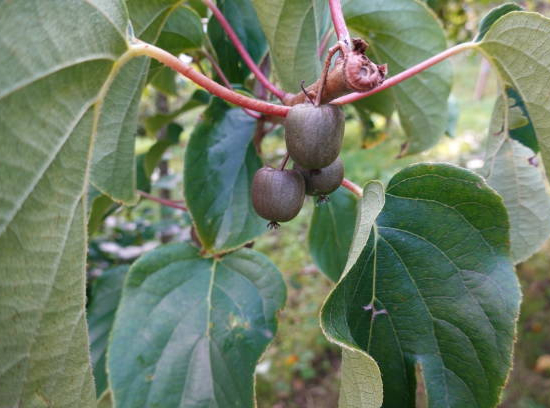 Kiwi 'Kiwai male'