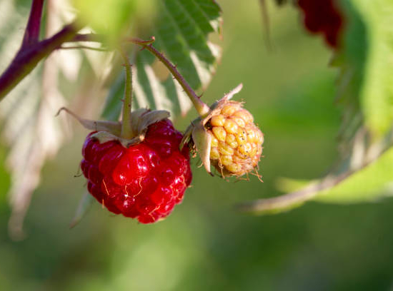 Framboisier 'Blissy autumn bliss'
