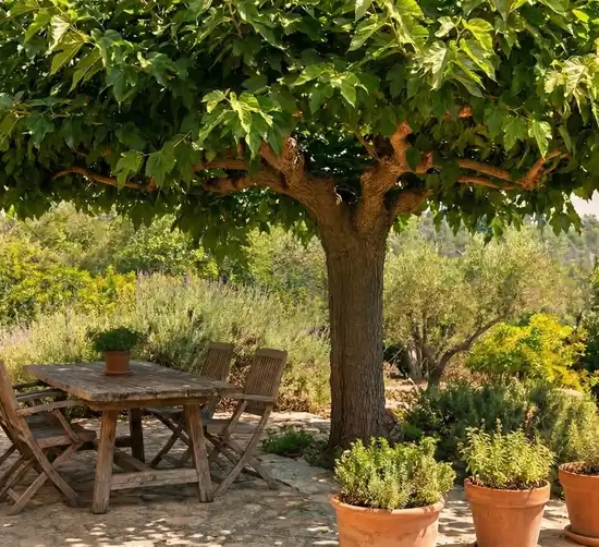 Mûrier platane sans fruit