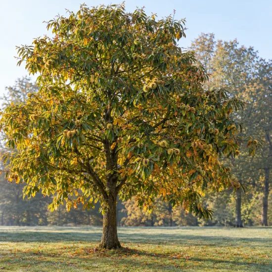 Châtaignier 'Marron d'olargues' (Castanea sativa) — grand arbre isolé dans une prairie · Photo d'illustration