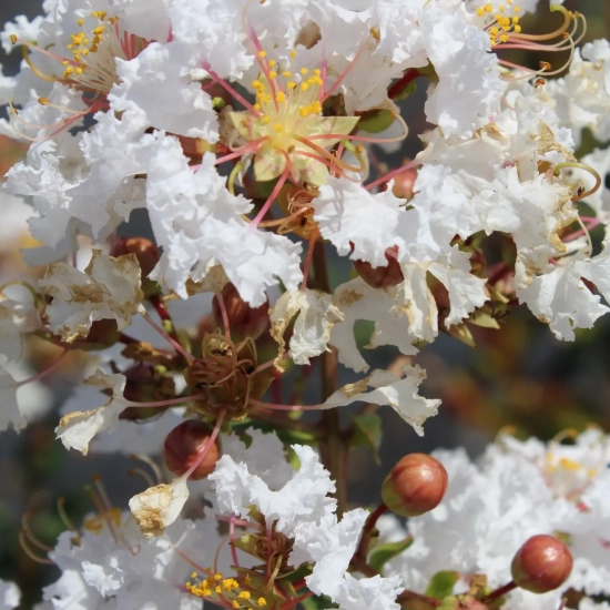 Lilas des indes 'Kimono'