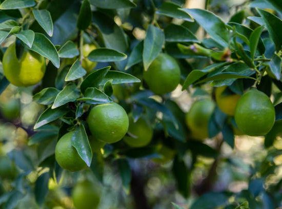 Limequat
