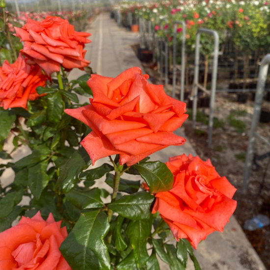 Rosier tige rouge