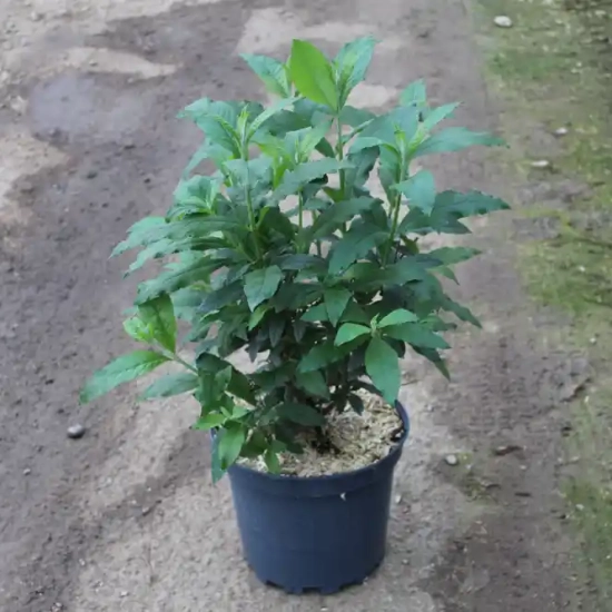 Arbre aux papillons 'delight rose'