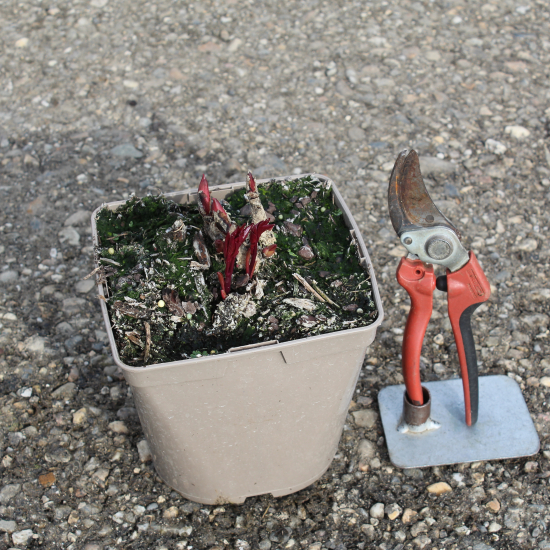 Pivoine 'Catharina fontyn rose tendre'