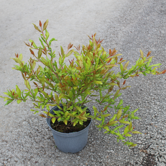 Grenadier à fleurs 'Early'