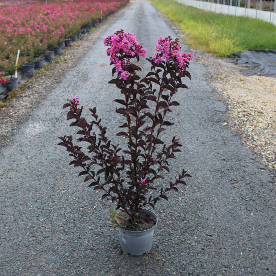 Lilas des indes 'Lavender lace'