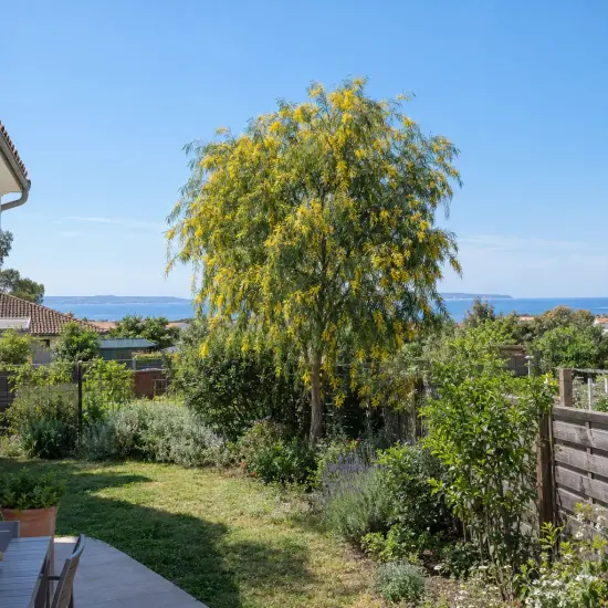 Mimosa (Acacia semperflorens) — arbre fleuri dans un jardin avec vue mer