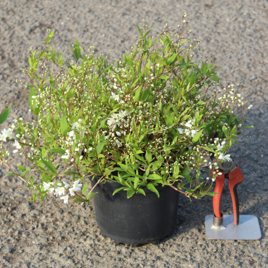 Deutzie grêle 'Nikko'