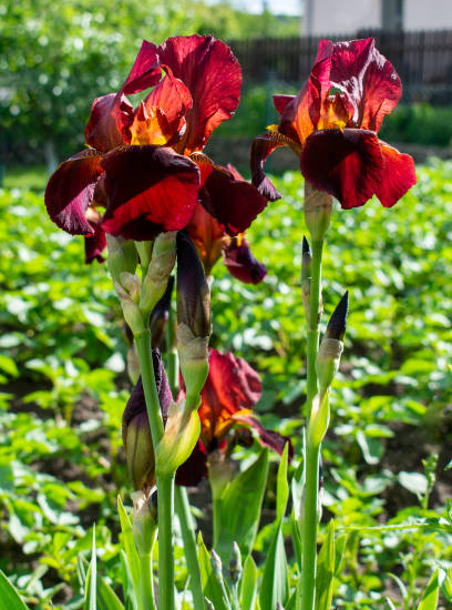 Iris nain 'Rangerette rouge'
