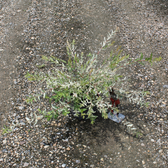 Saule crevette 'Hakuro nishiki'