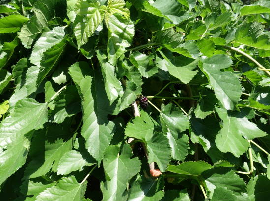 Mûrier platane 'Bombycis'