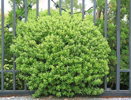 Pittospore 'Golden ball'