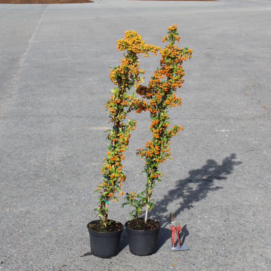 Buisson-ardent 'Orange cadange'