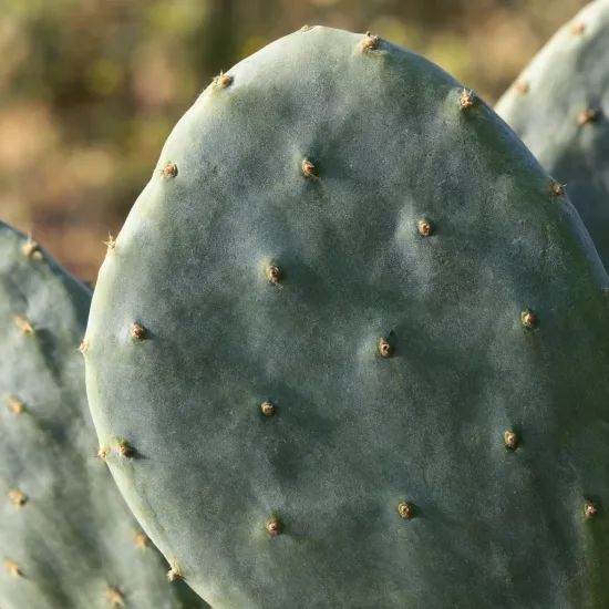 Cactée 'Ellisiana' (Opuntia cacanapa) — gros plan sur cladode de cactus aplati · Photo d'illustration