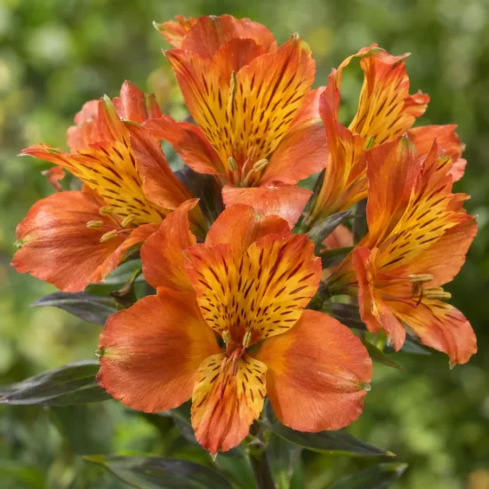 Alstroemeria 'Indian summer' (Alstroemeria aurea) — gros plan sur fleurs orangées tachetées