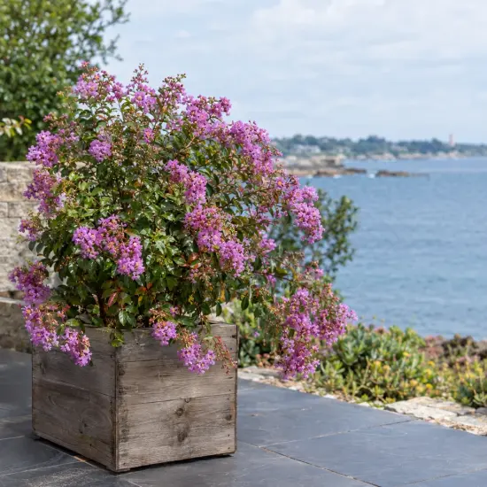 Lilas des indes 'Mardi gras' (Lagerstroemia indica) — arbuste fleuri en bac sur terrasse côtière