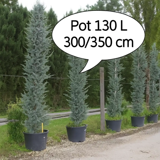 Cèdre bleu de l'atlas pyramidal 'Glauca pyramidalis'